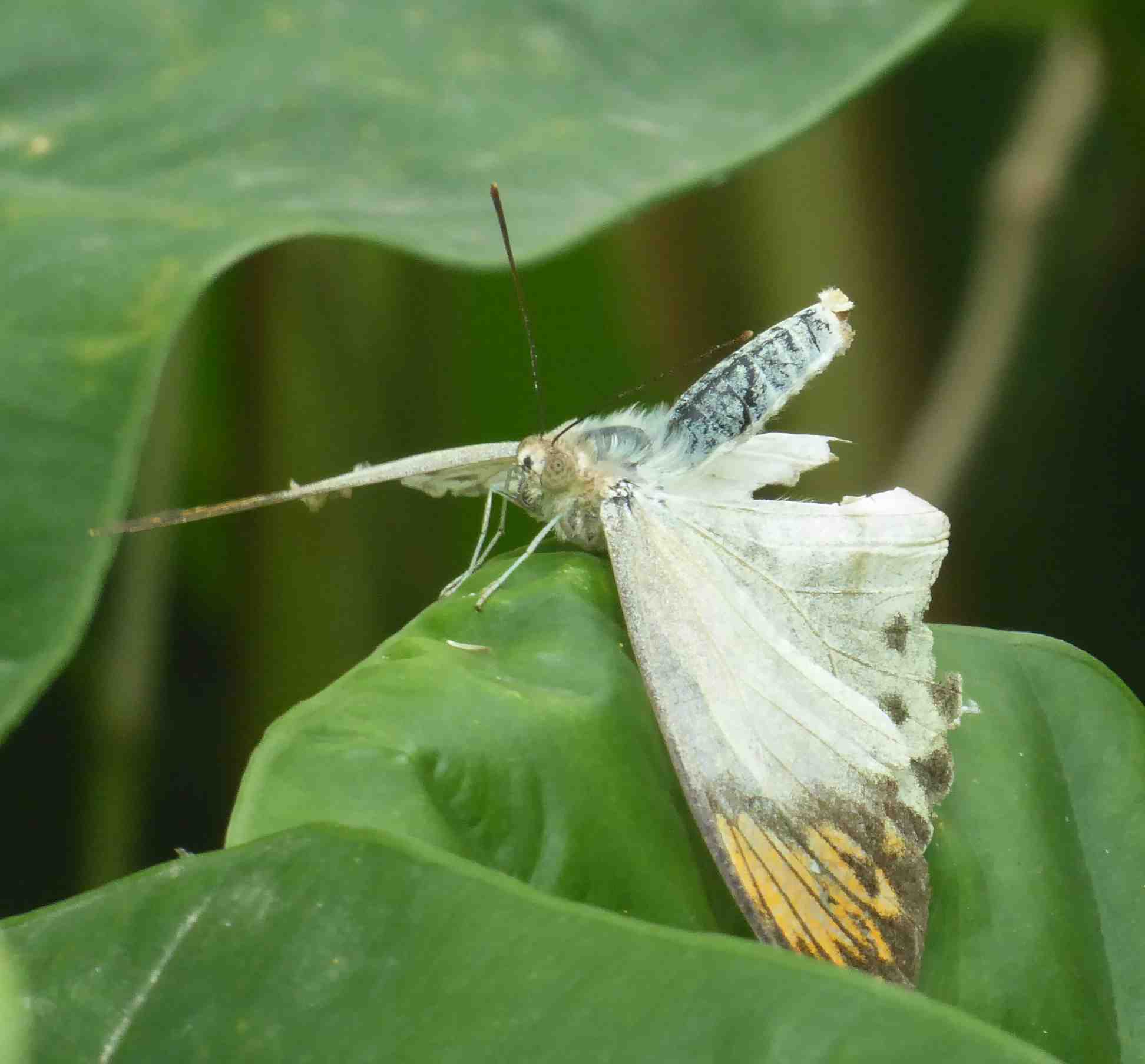 Hebomoia glaucippe formosana Hebomoia glaucippe formosana